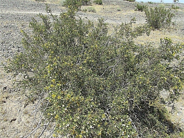 Cuidado del arbusto de creosota: consejos para cultivar plantas de creosota