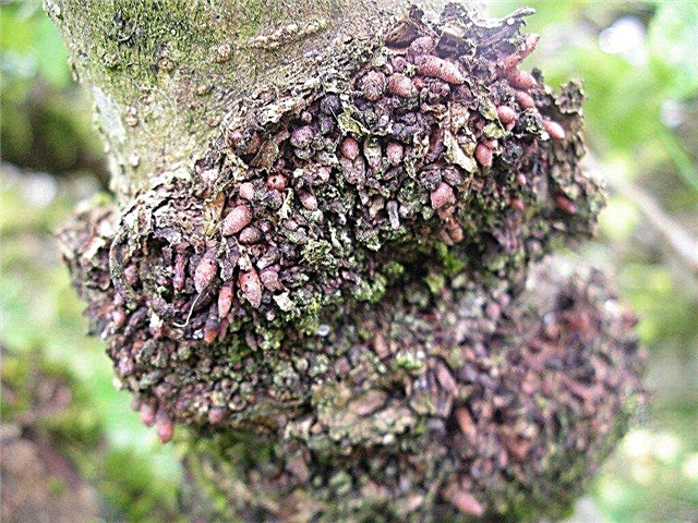 Hvad er Burrknot-løntagere: Symptomer og årsager til Burrknot i træer