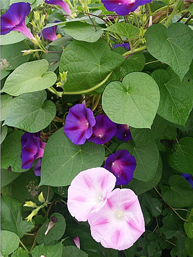 Taille Morning Glory: Quand et comment tailler les plantes Morning Glory