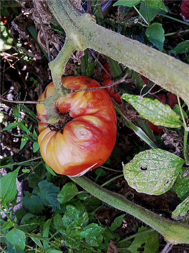 Tomat Ringspot Virus - Hvad skal man gøre for tomat Ringspot på planter