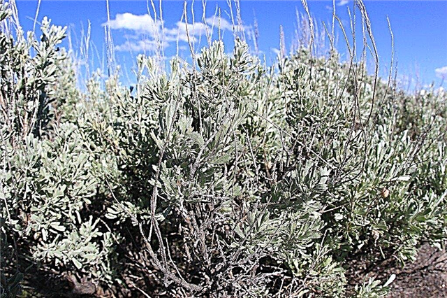 Informácie o závodoch Sagebrush: Rastúce fakty a použitia pre rastliny Sagebrush
