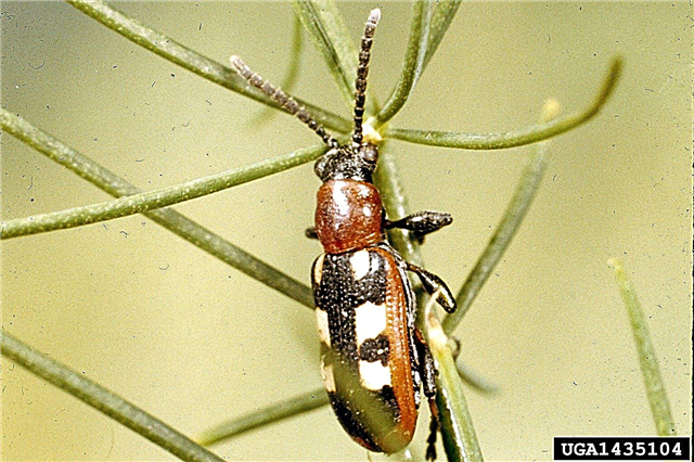 Control de los escarabajos del espárrago: tratamiento orgánico para los escarabajos del espárrago