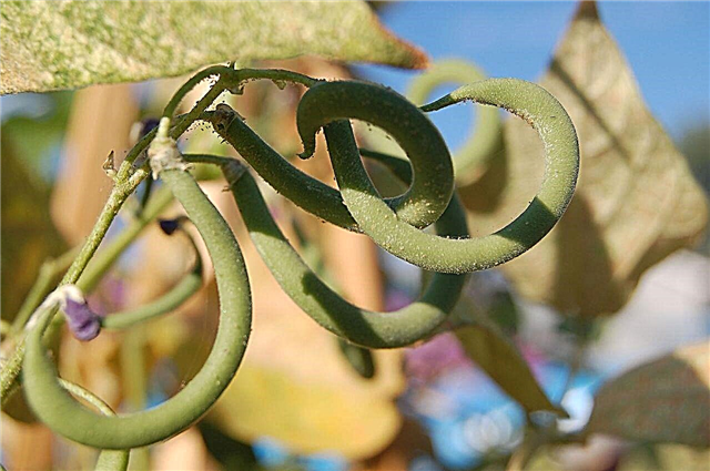 Savijeni grah: uzroci zašto se grah mahuna uvija dok raste