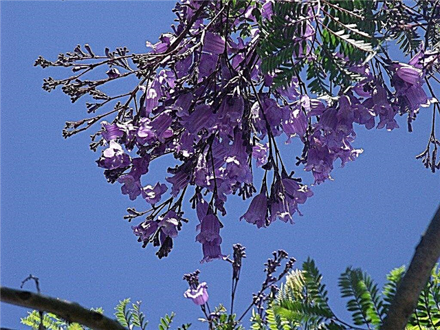 Jacaranda Tree Information - Wie man einen Jacaranda Tree züchtet
