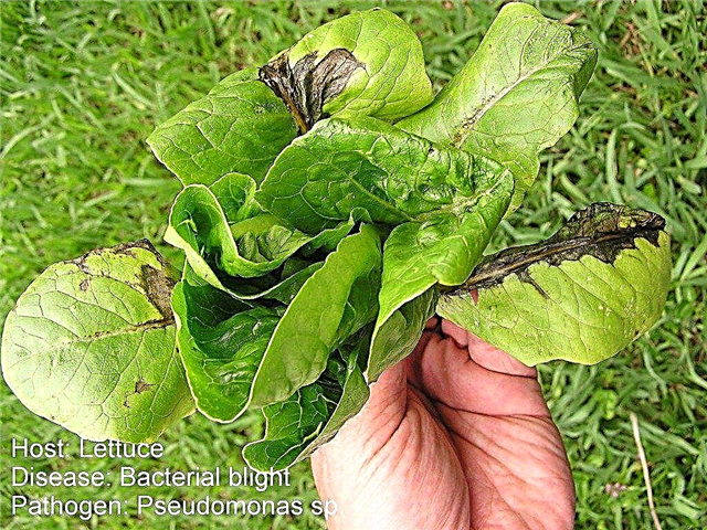 Häufige Krankheiten bei Salatpflanzen: Tipps zur Behandlung von Salatkrankheiten