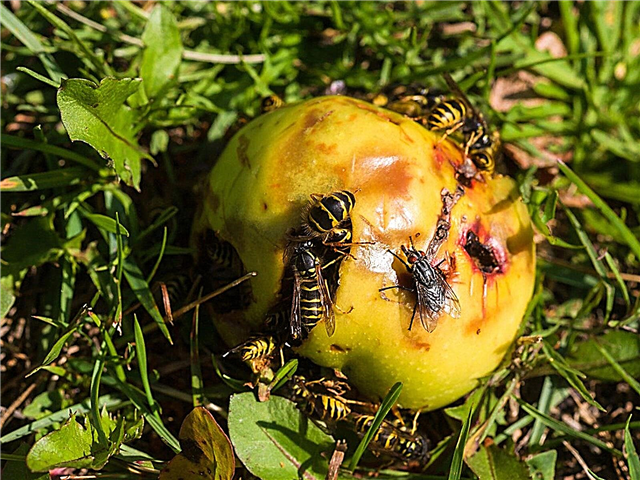 Saako hedelmäpuut houkuttelemaan ampiaiset: Vinkkejä ampiaisten pitämiseksi poissa hedelmäpuista