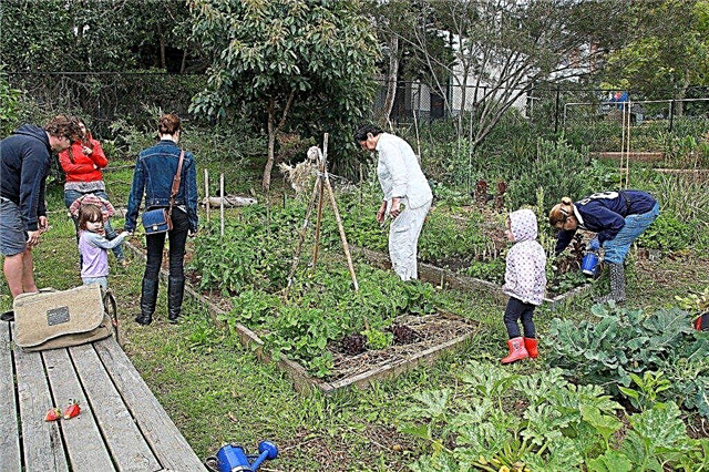 Informacje o ogrodzie społeczności - jak założyć ogród społecznościowy