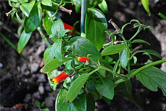 Growing Candy Corn Vines: Care Of Manettia Candy Corn Plant