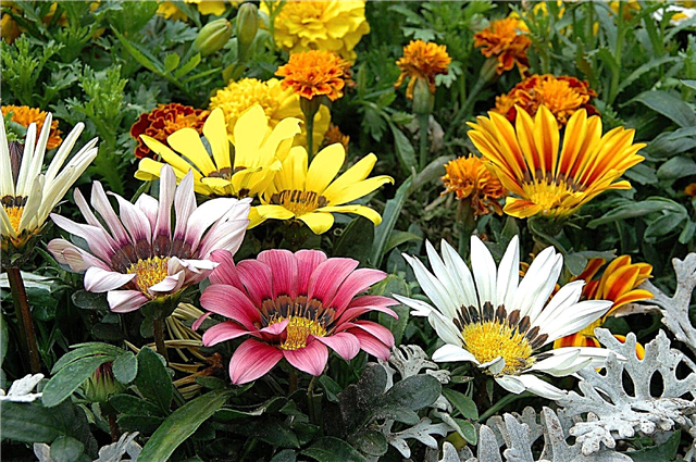Gazania Treasure Flowers Büyümek: Gazania Çiçek Bakımı