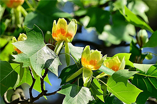 Apie tulpių medžius: patarimai, kaip auginti ir prižiūrėti tulpių medį