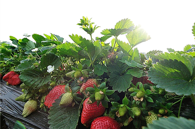 Erdbeeranbau bei heißem Wetter: Wie man Erdbeeren bei starker Hitze anbaut