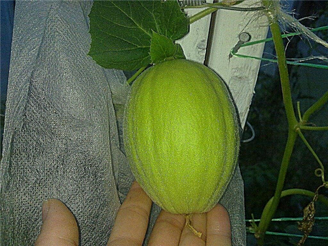 Kada prinokęs sausmedis melionas: kaip išsirinkti sausmedžio melioną