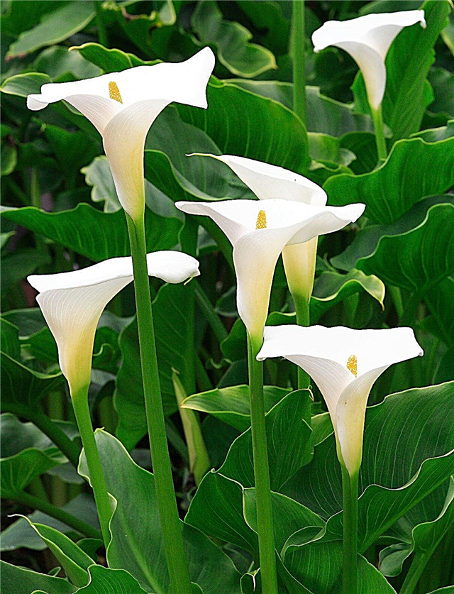 Você Deadhead plantas Calla Lily: Removendo flores gastas em lírios
