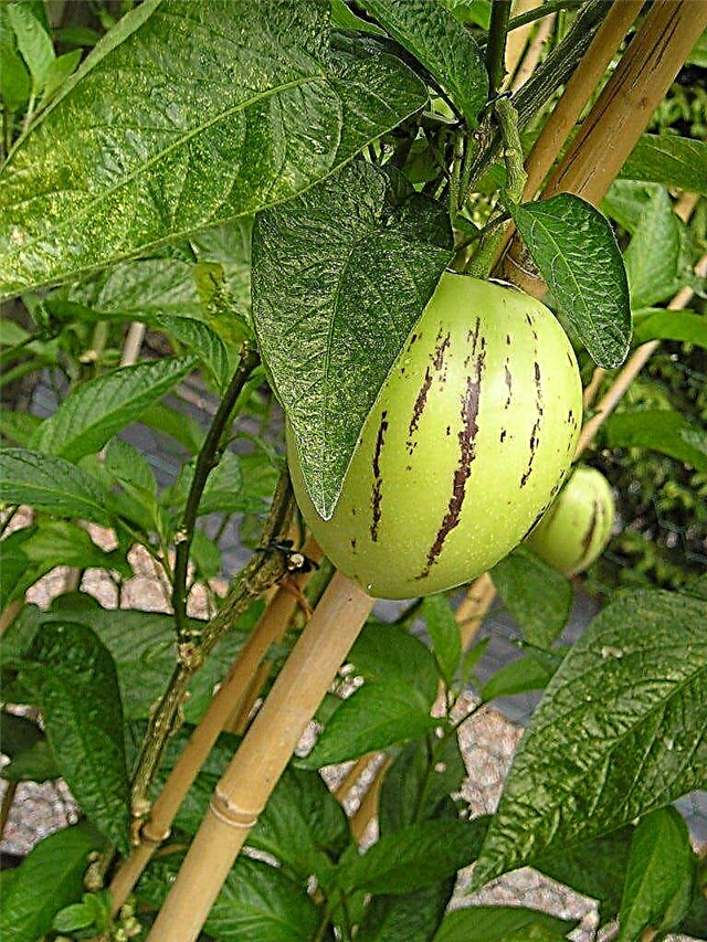 Co to jest pepino: wskazówki dotyczące uprawy roślin pepino