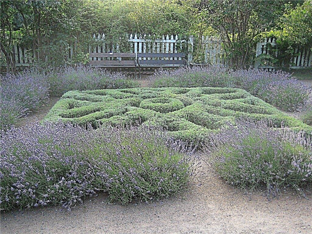 Wat is een Herb Knot Garden: Growing A Small Kitchen Knot Garden