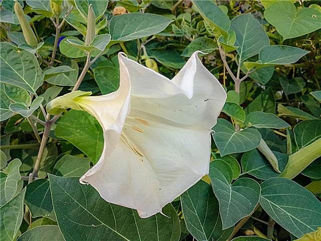 Acerca de las plantas Datura - Aprenda a cultivar la flor de trompeta Datura