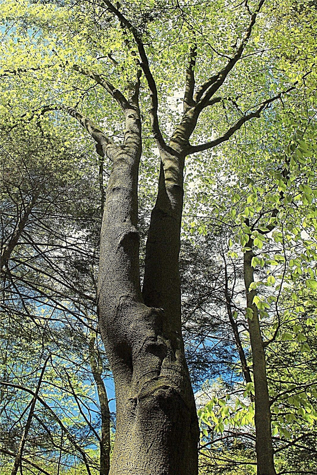 Identificarea copacilor de fag: arbori de fag în creștere în peisaj