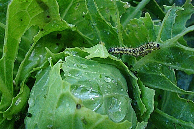 Общи вредители в зеленчуковите градини - Съвети за третиране на зеленчукови вредители