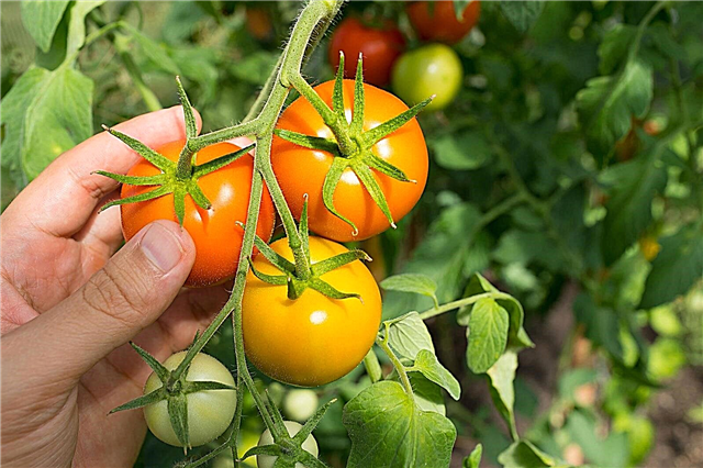토마토 수확 시간 : 토마토를 고르는시기