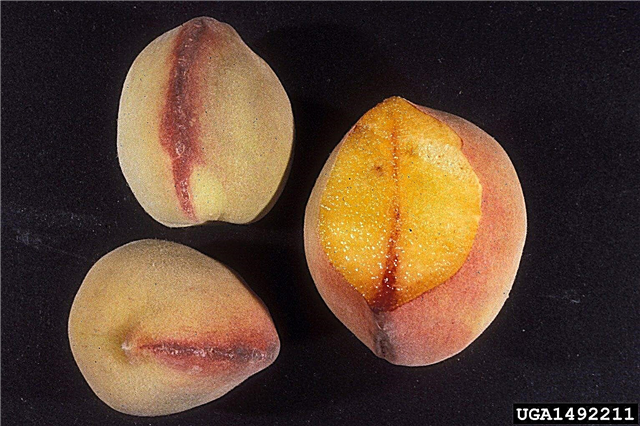 Persikų geltonumo kontrolė - persikų geltonumo simptomų nustatymas