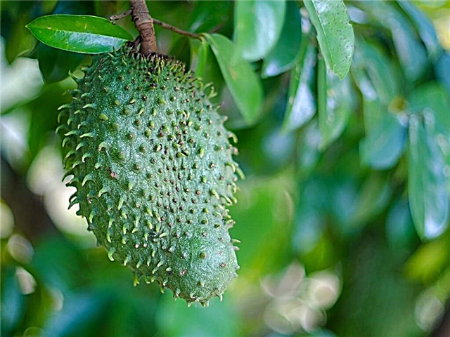 Cuidado del árbol de guanábana: cultivo y cosecha de fruta de guanábana