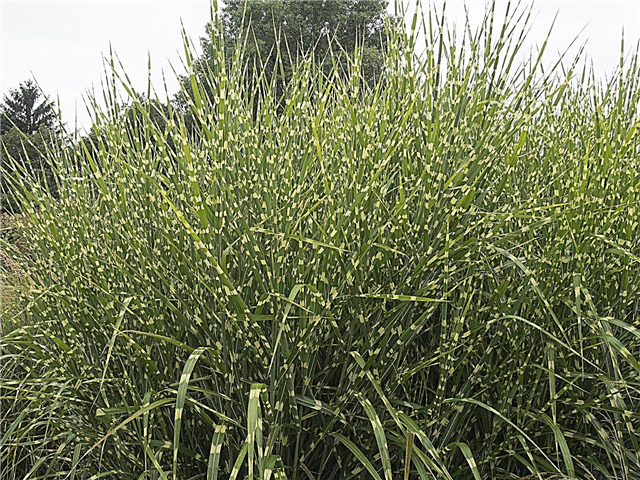 Sajenje zebre trave: Kako skrbeti za zeliščno travo
