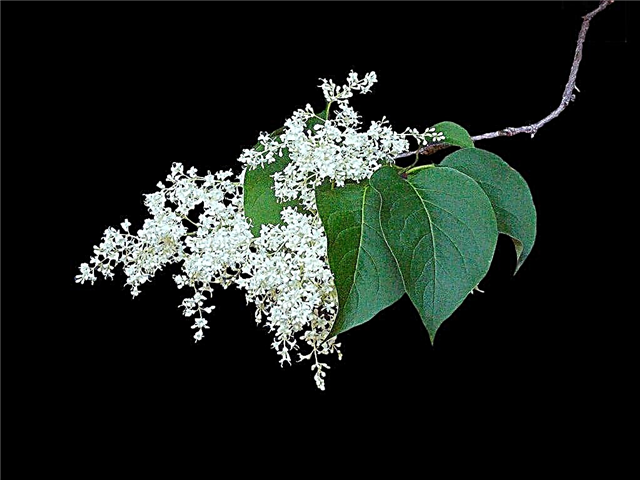 Japanese Lilac Information: What is a Japanese Lilac Tree