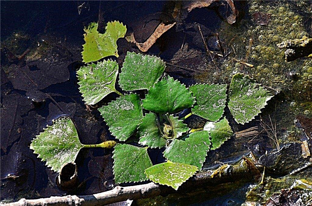 Факти за воден кестен - можете ли да отглеждате водни кестени в градините?