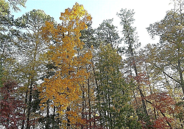 Über Hickory-Bäume - Tipps zum Wachsen eines Hickory-Baums