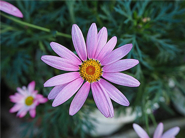 Bunga Daisy Marguerite: Cara Menanam Bunga Marguerite