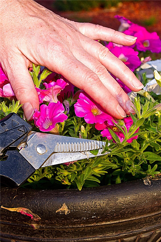 قتل البتونيا: كيفية التخلص من زهور البتونيا