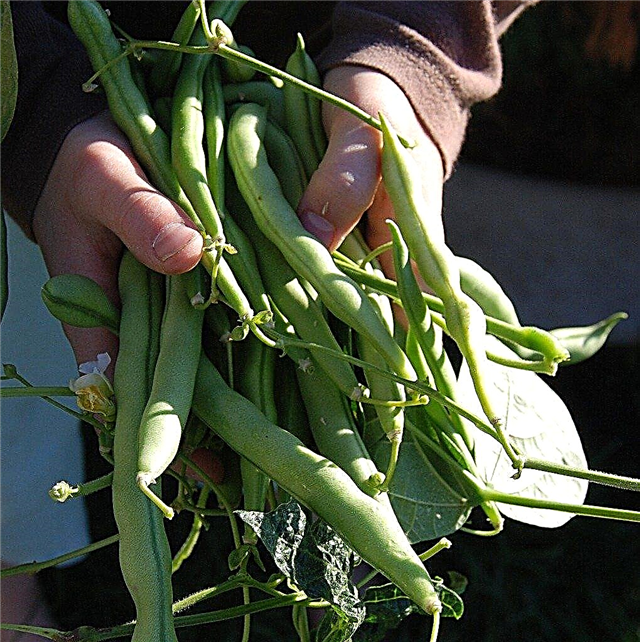Fall Fazole: Tipy na pěstování zelených fazolí na podzim