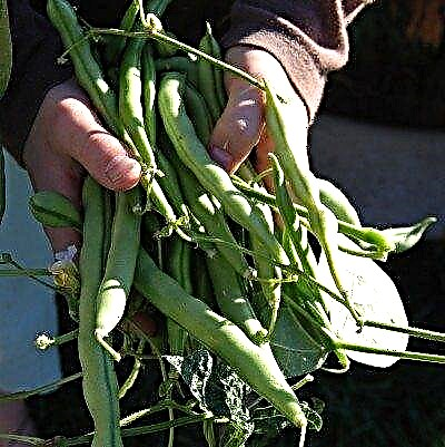 あなたは秋に豆を育てることができます 緑色の豆の秋の作物を育てる方法 食用庭園
