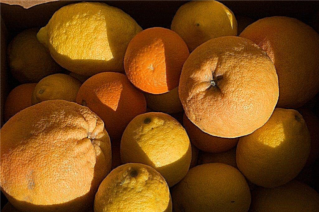 ما هو توتر الفاكهة: كيفية إصلاح مشاكل الفاكهة الحامضة