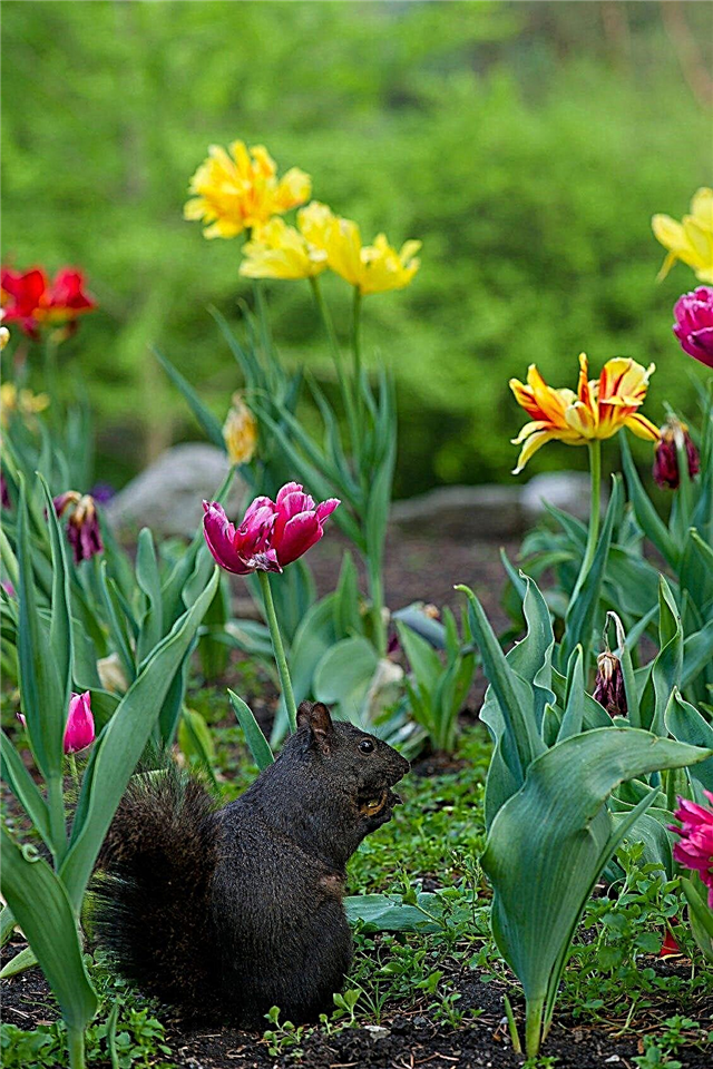 다람쥐 저항하는 꽃 전구 : 다람쥐가 싫어하는 성장하는 전구 식물