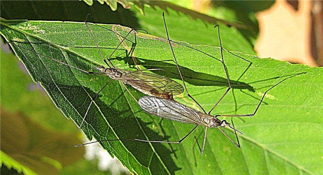 Čo sú žeriavové muchy: Informácie o žeriavových muškách a poškodení trávnika