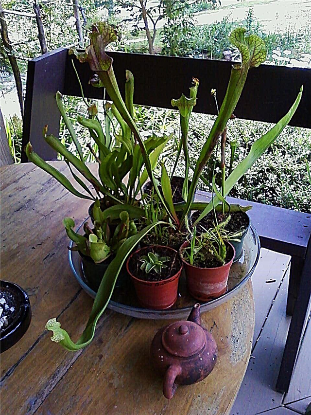 Repotting plantas de jarro: Como repotting plantas de jarro
