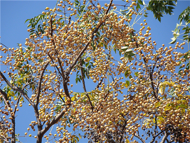 Informacije o drevesu Chinaberry: Ali lahko gojite drevesa Chinaberry