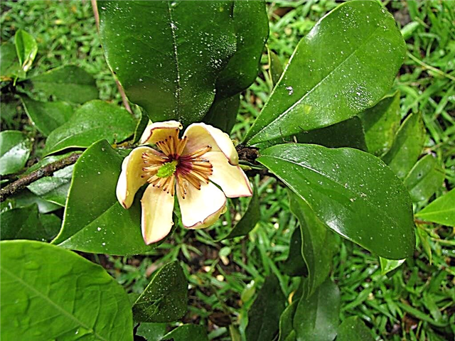 Einen Bananenstrauch pflanzen: Wie man Bananensträucher züchtet