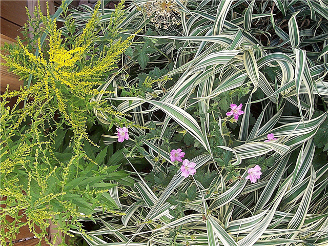 Ribbon Grass Information: Tipps zum Anbau von dekorativem Ribbon Grass