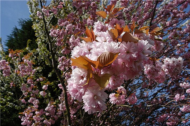 Comment faire pousser un cerisier noir: informations sur les cerisiers noirs sauvages
