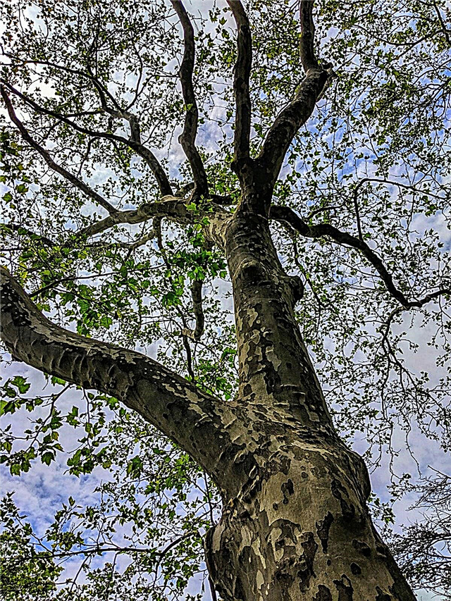 Sycamore Tree Care: Como cultivar uma árvore Sycamore