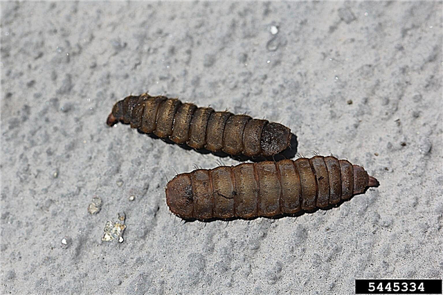 Kaj so vojaške muhe: pomoč pri larvi, ki jo najdemo v kompostnih kupih