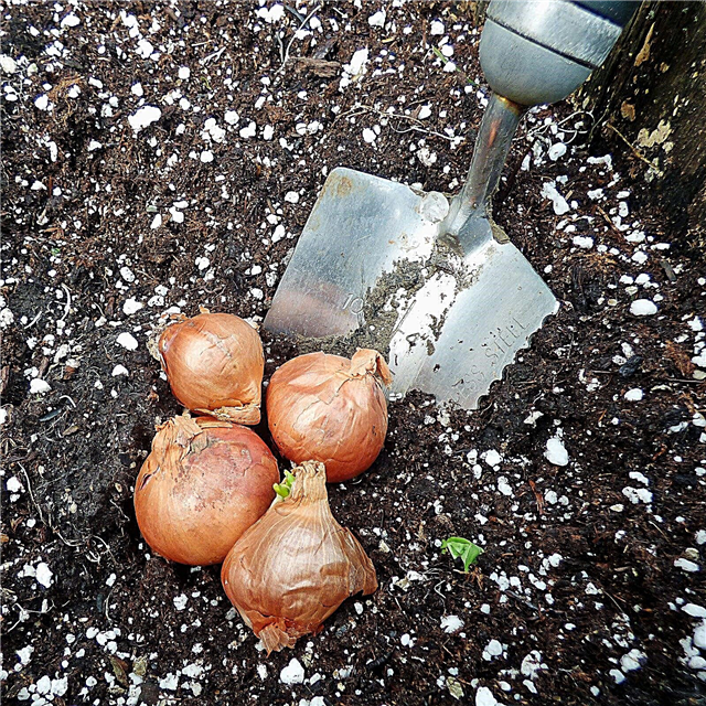 Výsadba šalotských sad: Jak pěstovat šalotkové sady