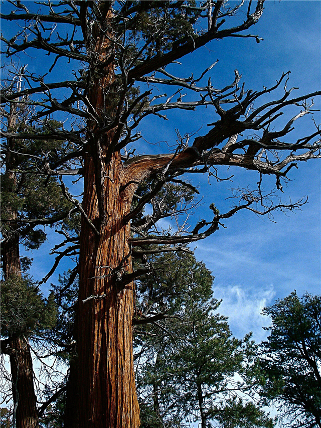 Suha in krhka drevesa - kaj povzroča razbijanje veje drevesa in krhkost