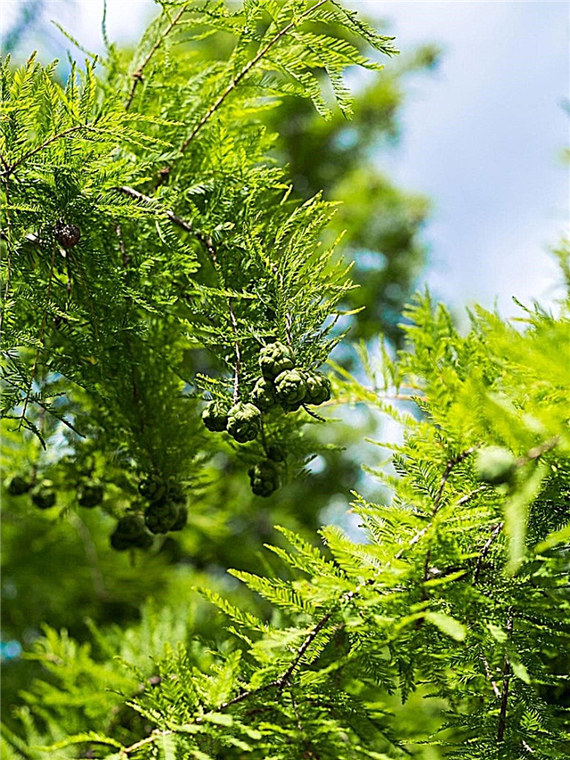 Typer av cypressträd: tips för odling av cypressträd