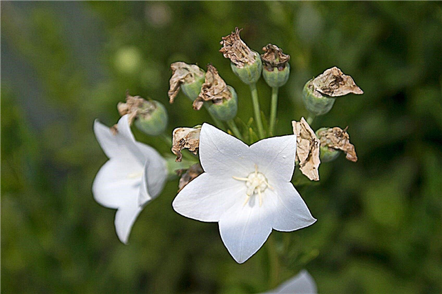 ריבוי פרחי בלון: טיפים לגידול זרעי פרחים ופרחים בלון