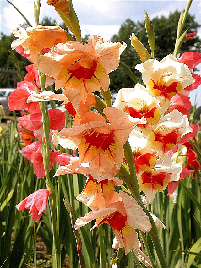 Bulbos de floración en regiones cálidas: bulbos que crecen bien en climas cálidos