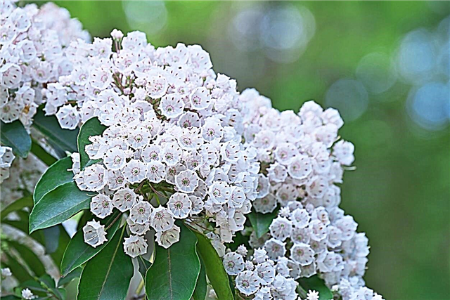Mountain Laurel Growing: Care Of Mountain Laurel In The Landscape