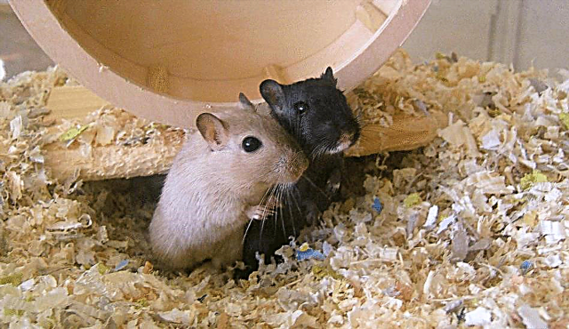 Compost de roedores para mascotas: uso de estiércol de hámster y jerbo en jardines